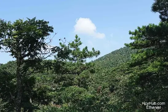 庐山 - 庐山松树