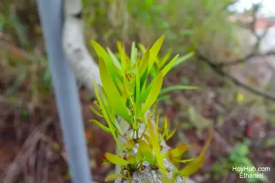 植物新芽